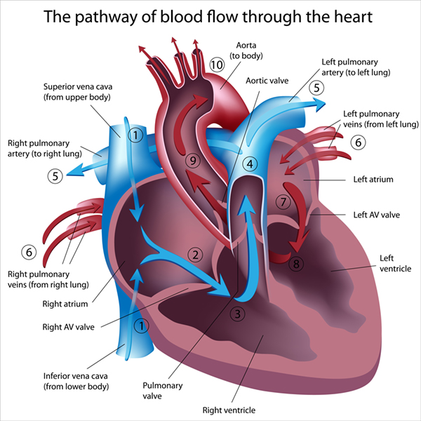 血液循環の謎 Vol.1 　心臓はタンクである
